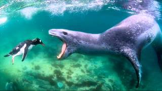 Penguin Swims Into Jaws Of Death.wmv