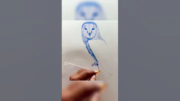 Owl Beautiful Freehand Pen Drawing Bird Drawing Timelapse Drawing Video 