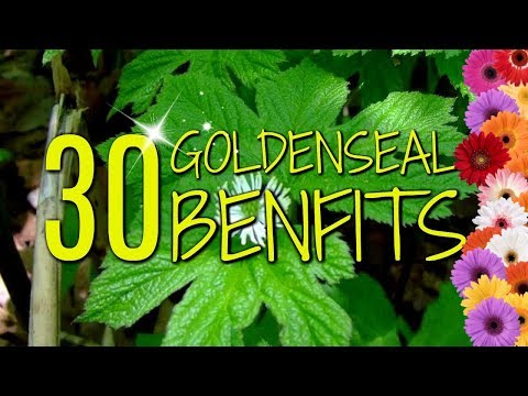 Video: Je, goldenseal inaua h pylori?