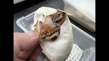 First 2022 Ball Python clutch hatching- Clown Pieds!