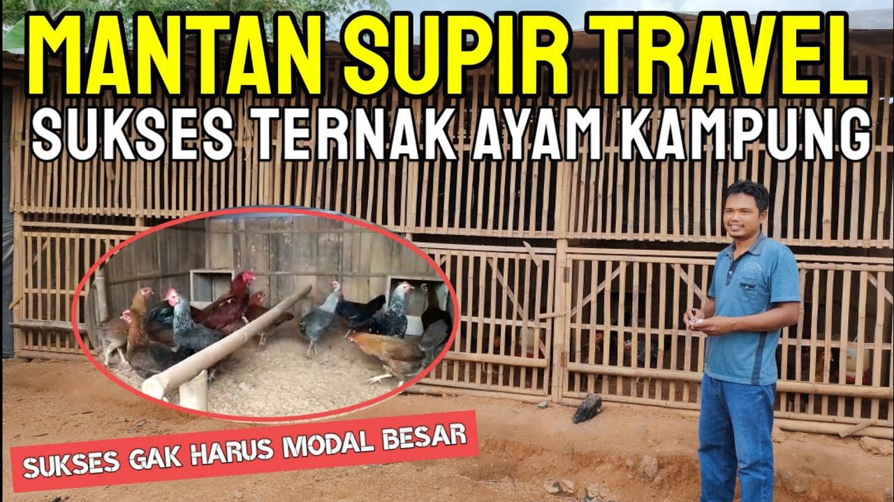 MODAL KECIL JUGA BISA SUKSES TERNAK AYAM !! 