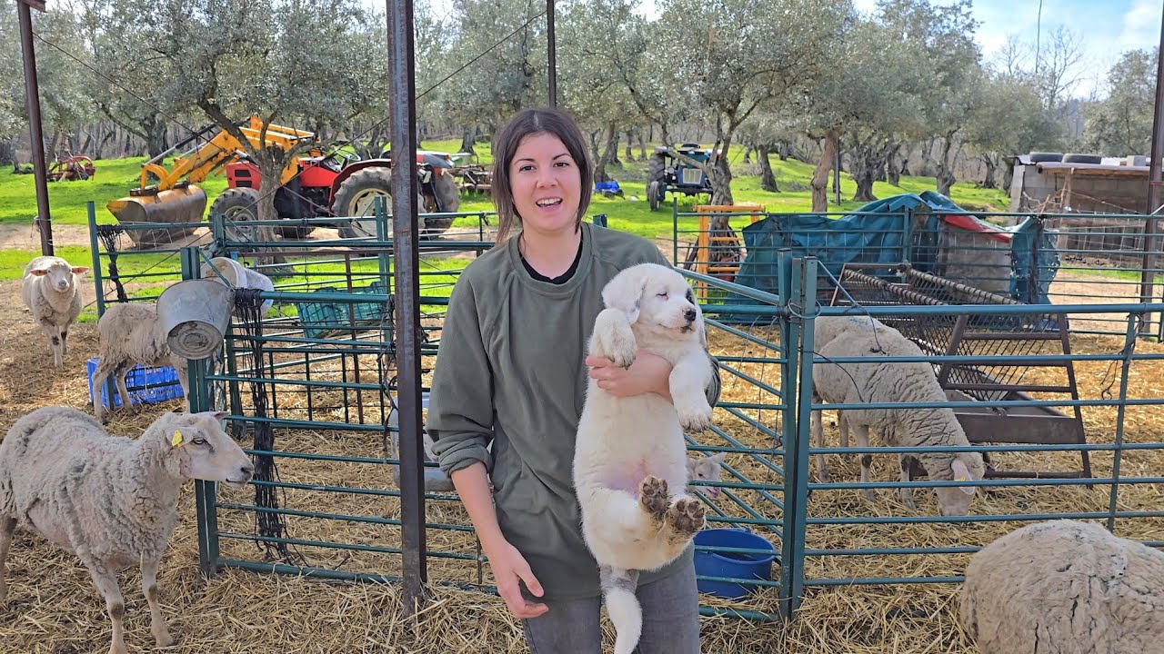 Voy a probar a echarle esto a los cachorros, a ver si aprenden a charriscar