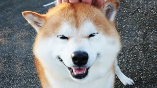 わしゃわしゃされてなんだかうれしそうな柴犬