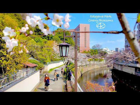 4K60【神田川桜並木】桜の名所 江戸川公園 2024 東京 Japan