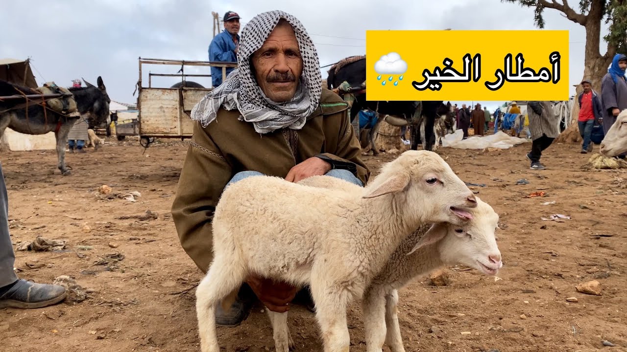 الأمطار الخير🌧️من سوق خميس سيدي حجاج امزاب 30/10/2025 مع التمن حولي والنعجة وحولية 🐏🇲🇦