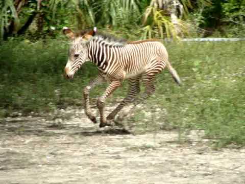 Baby Zebra.MPG