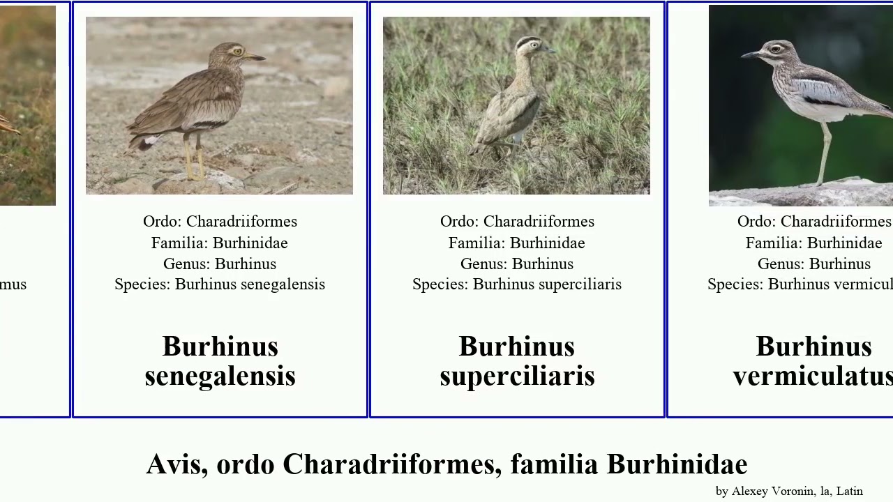Avis, ordo Charadriiformes, familia Burhinidae burhinus bird capensis indicus senegalensis Esacus