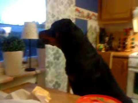 Hundskall rottweiler Hundskall rottweiler