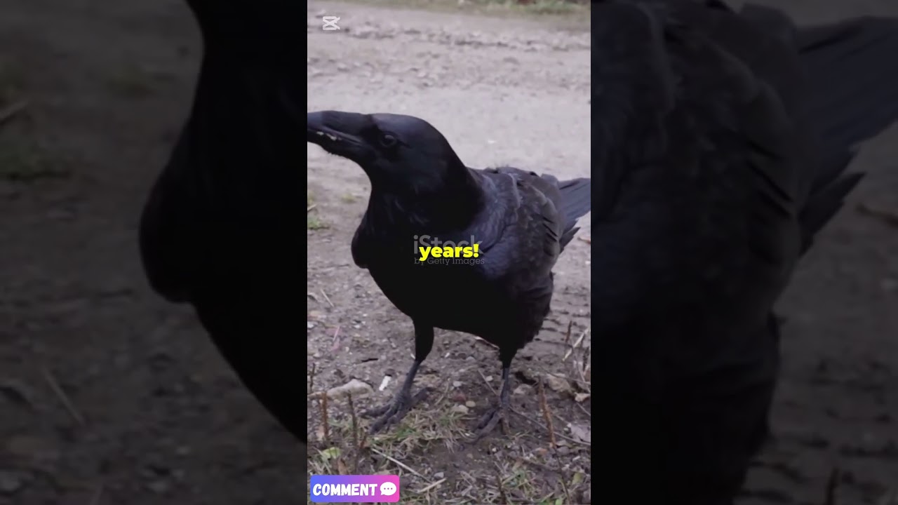 Crows Remember Your Face!