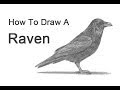 How to Draw a Raven (or Crow)