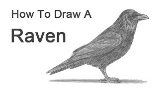 How to Draw a Raven (or Crow)
