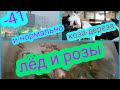 - 41 еще не мороз  ,  строптивая коза и лед с розами