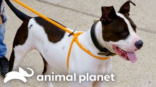 Frank Rescues a Pitbull Named Juice! | Pit Bulls & Parolees | Animal Planet