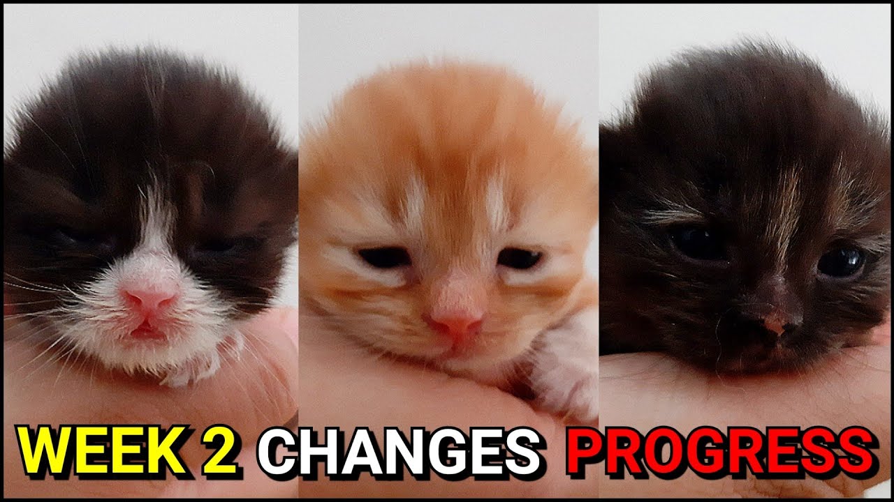 EP17 Week 2 Growing Persian Kittens YouTube