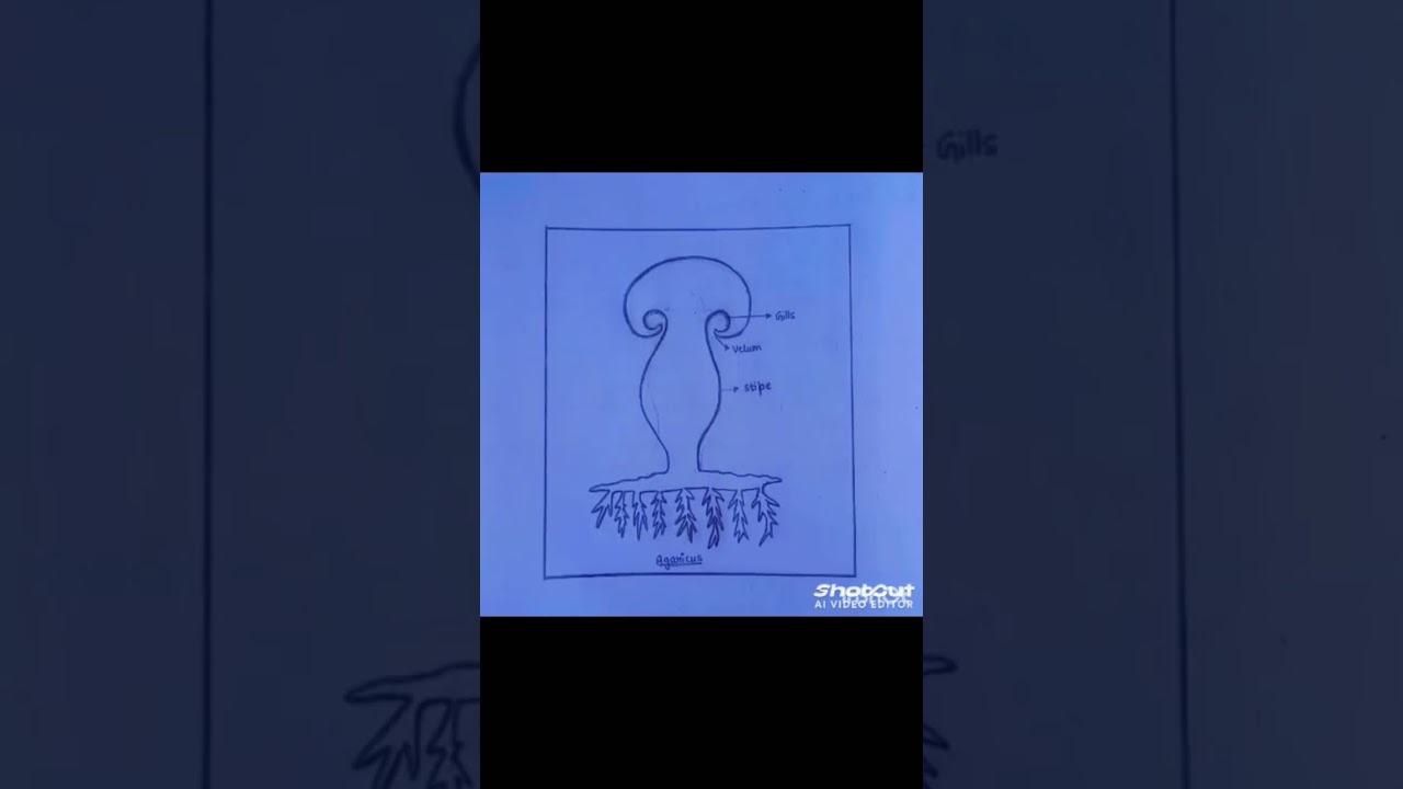 Bio diagrams but make it aesthetic 🧠✨ | Part 1  #biology #diagrams #class11th_biology #asthetic #yt