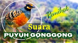 suara 'pikat' Puyuh GongGong Jawa