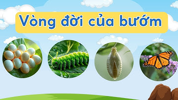 Bé Tìm Hiểu Về Vòng Đời Của Bướm | Bài Học Khoa Học Thú Vị Cho Trẻ Em