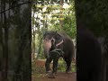 Elephant eating | #danukuratukuratukudumdum | QUOTE | sujatha dombe |