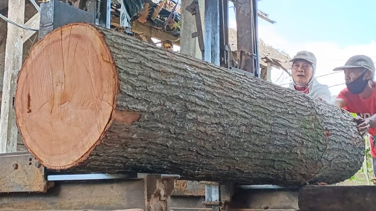 The engineering marvel of sawing large mahogany logs - YouTube