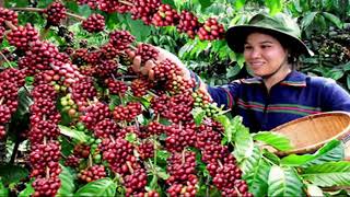 咖啡的一生｜现代农业种植和收获咖啡豆