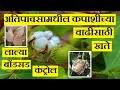 अतिपावसामध्ये ६० दिवसानंतर खतांद्वारे कपाशी पिकाची वाढ । लाल्या व बोंडसड कंट्रोल | IPL Biologicals