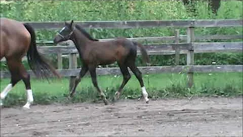 "Anthem" - When In Chrome x All Time Fancy mare