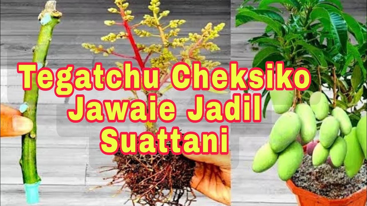 Tegatchu Cheksiko Jawaie Jadil Suattani Idea