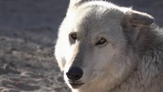 US news - « Wolf connection »