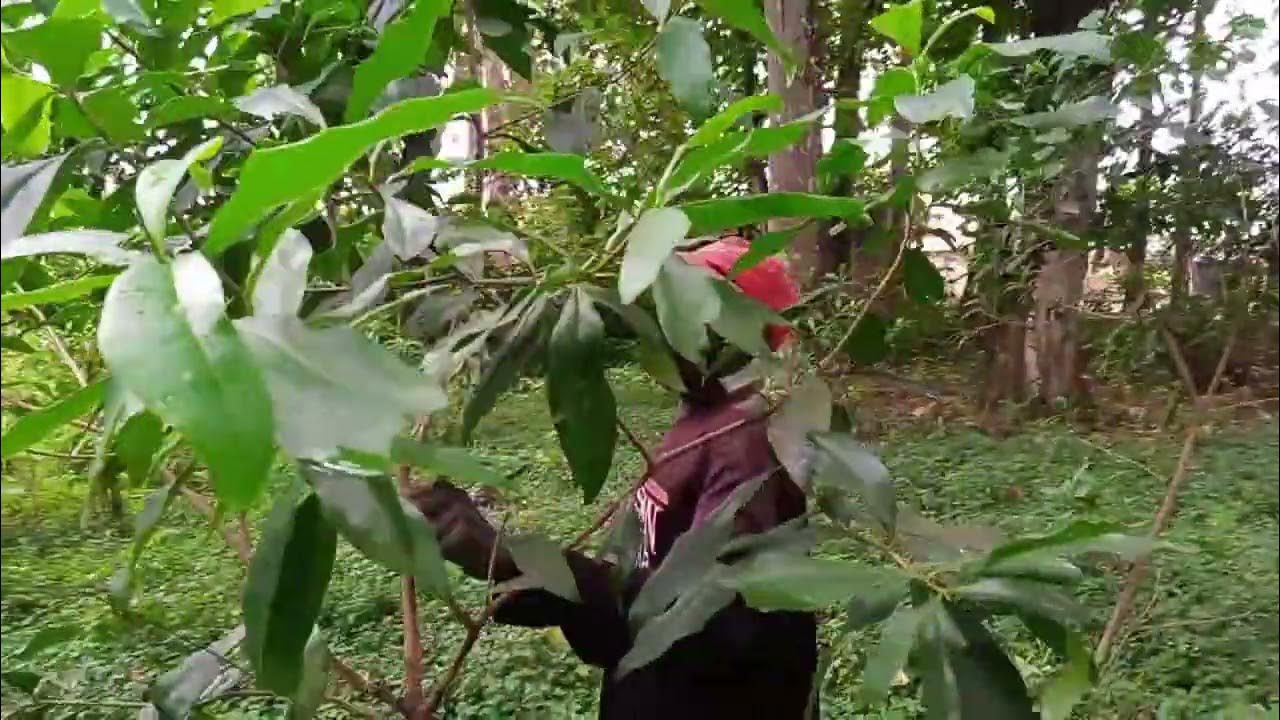 Uganda's magical herb YouTube