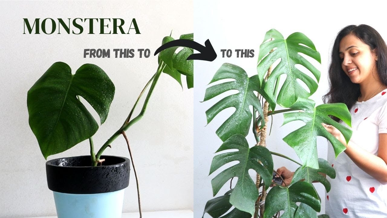 5 Reasons Why Your Monstera Is Not Growing How To Care For Monstera 5-reasons-why-your-monstera-is-not-growing-how-to-care-for-monstera
