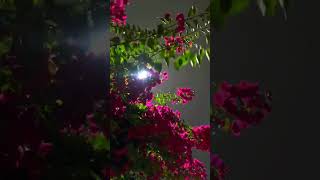 Rim jhim, rim jhim 🤌🏻🥹🌧️🌙 #sky #rain #rainsounds #viralreels #fypシ #explorepage #lyricsreel