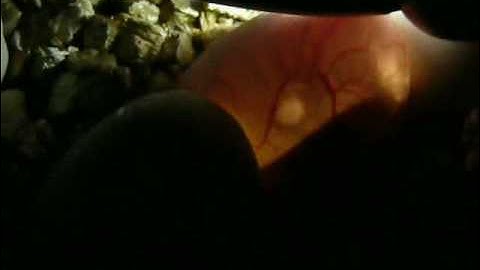 Port Mac Carpet Python Eggs - Embryo Movement, Candling Day 36