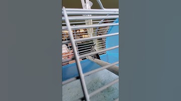 Hand raised (rescued) baby hummingbird 👍 hm²