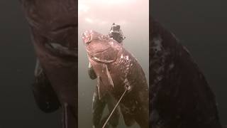#Cuberasnapper #Freediving