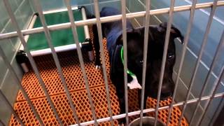 Dogs in 300 over flow at Pinellas County Animal Services