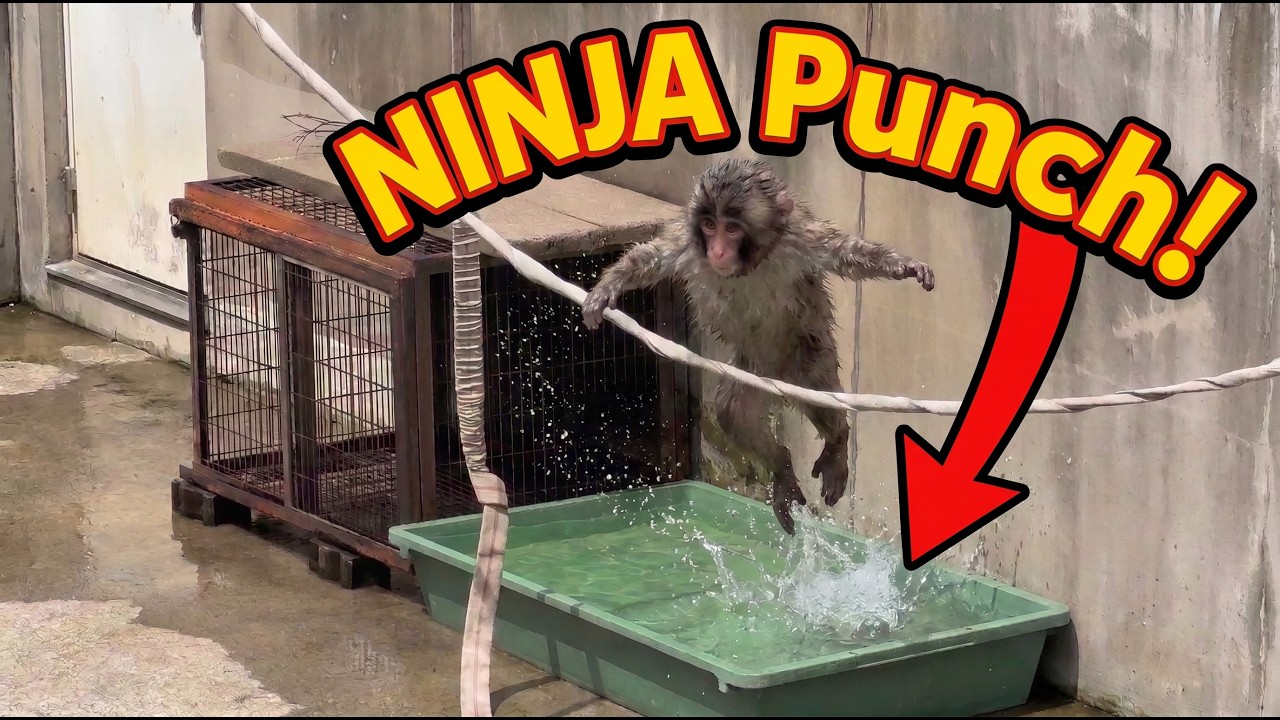 Baby Macaque Punch Turns Chain-Swinging Into a Ninja Warrior Run