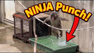Baby Macaque Punch Turns Chain-Swinging Into a Ninja Warrior Run