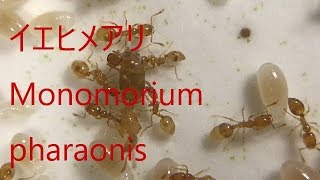 ありさんの記録＃74（日常＆新女王）　イエヒメアリ