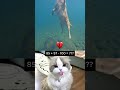 Even the Cat Froze Instantly 😂 #respect #catmeme #cat #funnycat #funny #catreaction #duet #catshorts