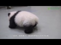 Giant panda debut