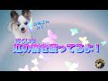 【感動秘話】愛犬が見せてくれた虹の橋✭家族の絆が起こした奇跡の物語✭縦型動画