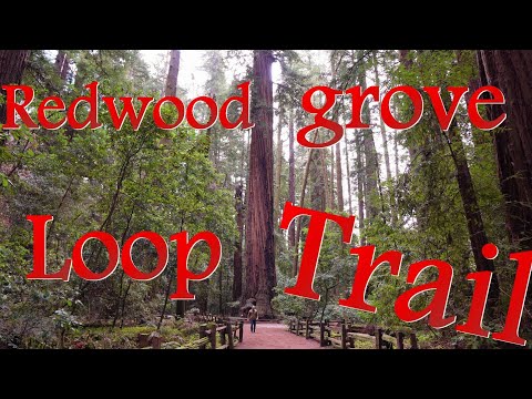 Video: Henry Cowell Redwoods State Park Camping - plusi & mīnusi