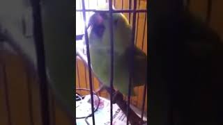 A bird crying like a baby 🤣😂😆