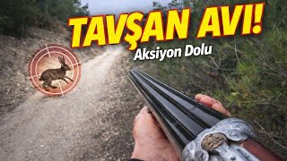 Kopaylarla Tavşan Avı İz Süren Köpekler Ve Heyecanlı Anlar Rabbi̇t Hunti̇ng