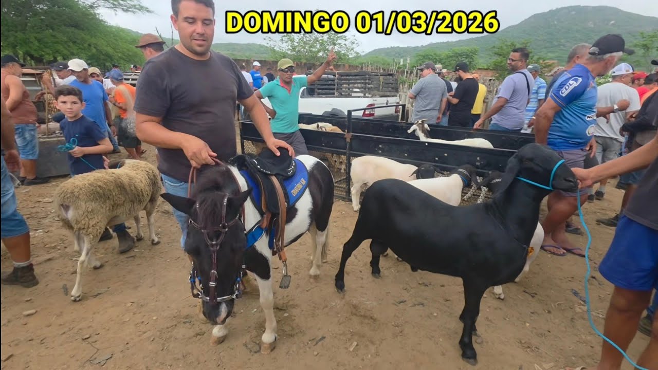 OS MELHORES ANIMAIS NA MELHOR FEIRA DA REGIÃO VILA JERIMUM T.N-PE 01/03/2026