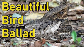 Chuck-Will's-Widow Bird Song In My Permaculture Garden! | Nocturnal Bird Call | Texas Cross Timbers