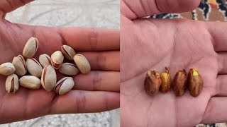 Growing pistachios: the best way to plant pistachios, growing pistachios for beginners