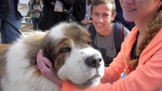 UC Davis Therapy Fluffies News