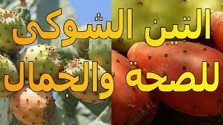 التين الشوكى | لماذا علي الجميع الحرص على تناوله ؟ | الموسوعة العلمية