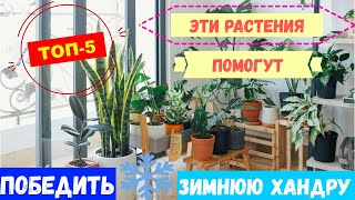 5 комнатных растений, которые помогут победить зимнюю хандру